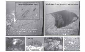 Image result for Centropristis striata