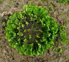 Attēlu rezultāti vaicājumam “Blasia pusilla sporophyte”