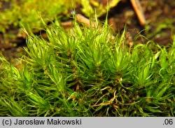 Attēlu rezultāti vaicājumam “Dicranum viride”