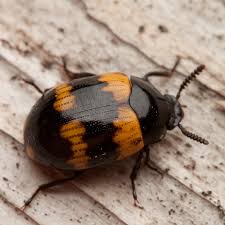 Attēlu rezultāti vaicājumam “Diaperis boleti”