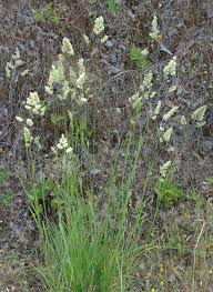 Attēlu rezultāti vaicājumam “Dactylis glomerata subsp. glomerata”