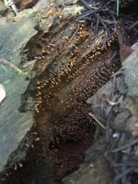 Attēlu rezultāti vaicājumam “Hemitrichia decipiens var. hemitrichoides spores”