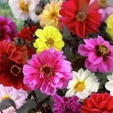 Image result for Dahlia x pinnata `Redskin`