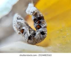 Attēlu rezultāti vaicājumam “Diderma cinereum”