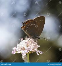 Attēlu rezultāti vaicājumam “Satyrium ilicis underside”