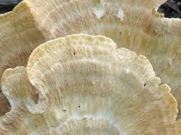 Attēlu rezultāti vaicājumam “Bondarzewia mesenterica”