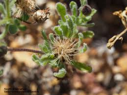 Attēlu rezultāti vaicājumam “Diderma rufostriatum sessile”