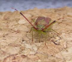 Attēlu rezultāti vaicājumam “Pantilius tunicatus”