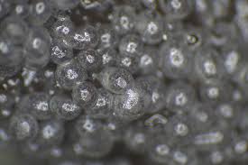 Attēlu rezultāti vaicājumam “Diderma chondrioderma spores”