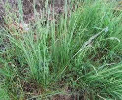 Attēlu rezultāti vaicājumam “Festuca rubra subsp. rubra”