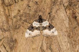 Attēlu rezultāti vaicājumam “Cosmorhoe ocellata”