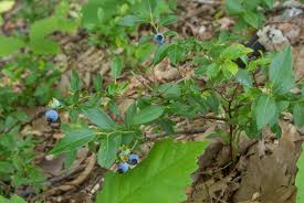 Attēlu rezultāti vaicājumam “Vaccinium angustifolium”