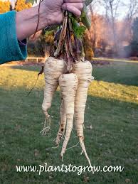 Image result for Pastinaca sativa