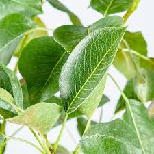 Attēlu rezultāti vaicājumam “Pyrus communis leaf”
