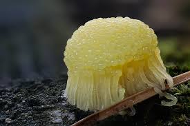 Attēlu rezultāti vaicājumam “Stemonitis flavogenita”