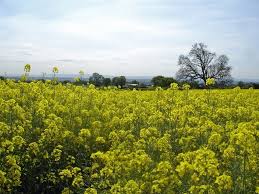 Image result for Frodsham Cc