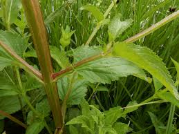 Attēlu rezultāti vaicājumam “Scrophularia umbrosa”