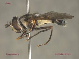 Attēlu rezultāti vaicājumam “Didea alneti”