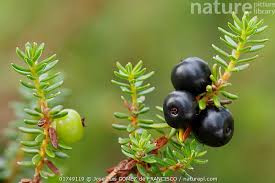 Attēlu rezultāti vaicājumam “Empetrum nigrum”