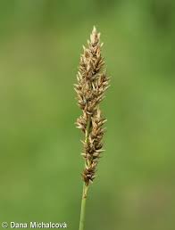 Attēlu rezultāti vaicājumam “Carex appropinquata”