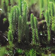 Attēlu rezultāti vaicājumam “Lycopodiella inundata”