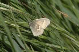 Attēlu rezultāti vaicājumam “Coenonympha tullia underside”