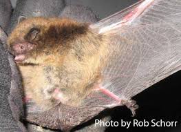 Attēlu rezultāti vaicājumam “Myotis sp.”