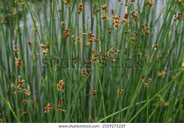 Attēlu rezultāti vaicājumam “Schoenoplectus lacustris subsp. glaucus flower”