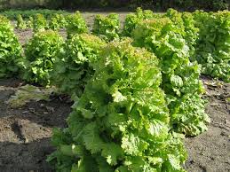 Attēlu rezultāti vaicājumam “Lactuca sativa”