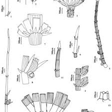 Attēlu rezultāti vaicājumam “Chara intermedia male”
