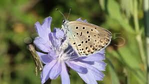 Attēlu rezultāti vaicājumam “Maculinea alcon female”