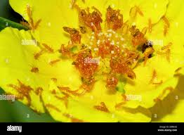 Attēlu rezultāti vaicājumam “Meloe sp. larva”