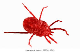 Attēlu rezultāti vaicājumam “Trombidiidae”