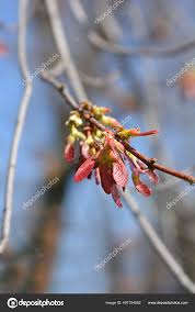 Attēlu rezultāti vaicājumam “Acer saccharinum fruit”