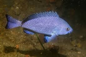 Image result for Epinephelus costae