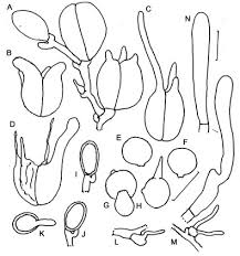 Attēlu rezultāti vaicājumam “Phleogena faginea sessile”