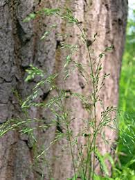 Attēlu rezultāti vaicājumam “Poa nemoralis”