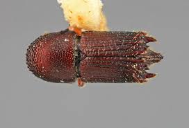 Attēlu rezultāti vaicājumam “Scolytidae”