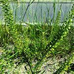 Attēlu rezultāti vaicājumam “Lepidium densiflorum fruit”