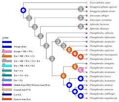Attēlu rezultāti vaicājumam “Planaphrodes sp.”