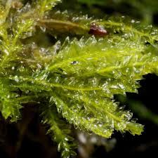 Attēlu rezultāti vaicājumam “Plagiothecium denticulatum”