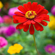 Image result for Zinnia elegans