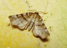 Attēlu rezultāti vaicājumam “Selenia dentaria”