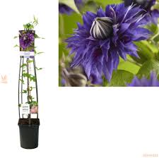 Image result for clematis multi blue