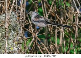 Attēlu rezultāti vaicājumam “Aegithalos caudatus adult”