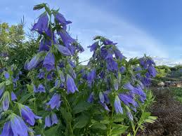 Image result for Campanula strigosa