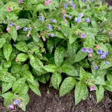 Image result for Pulmonaria Silverado