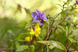 Attēlu rezultāti vaicājumam “Melampyrum nemorosum leaf”