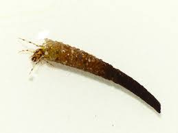 Attēlu rezultāti vaicājumam “Oecetis ochracea”