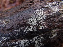 Attēlu rezultāti vaicājumam “Henningsomyces candidus”